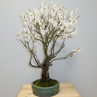 青軸野梅 盆栽 高さ66cm 横幅50cm　取りに来れる方大歓迎　自社配送も可 青軸野梅 盆栽 高さ66cm 横幅50cm 取りに来れる方大歓迎