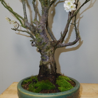青軸野梅 盆栽 高さ66cm 横幅50cm 取りに来れる方大歓迎