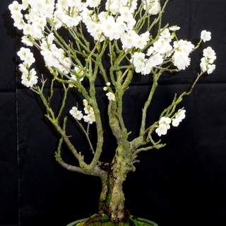 青軸野梅 盆栽 高さ66cm 横幅50cm 取りに来れる方大歓迎