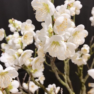 青軸野梅 盆栽 高さ66cm 横幅50cm 取りに来れる方大歓迎