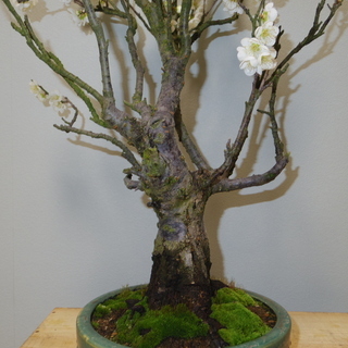 青軸野梅 盆栽 高さ66cm 横幅50cm　取りに来れる方大歓迎　自社配送も可