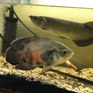 ワイルド　オスカー  熱帯魚　20cm 大至急