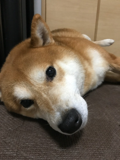 柴犬りんちゃん里親募集です りんさち 函館の柴犬の里親募集 ジモティー