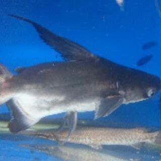 パールンの中古が安い！激安で譲ります・無料であげます｜ジモティー 