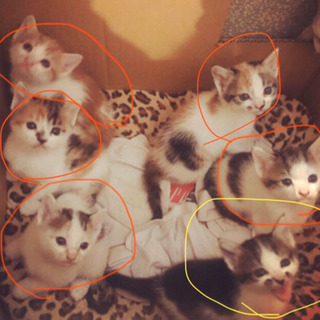 子猫6匹産まれましたの画像