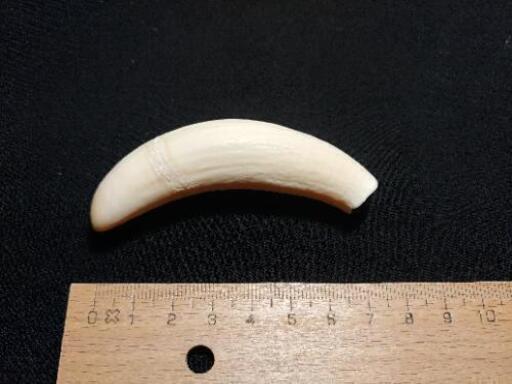 【美品】マッコウクジラの歯　標本　骨格標本　コレクション　インテリア