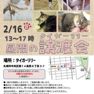 2月16日保護猫の譲渡会(=^・^=) 