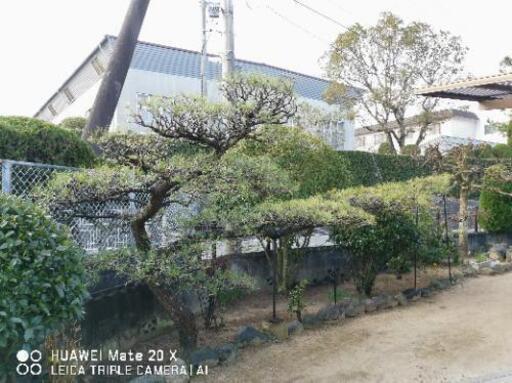一時停止  【庭木 植木】【価格応談】 松 マツ まつ  門構え 門かづき