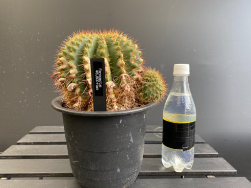 サボテン　多肉植物観葉植物