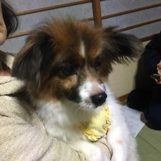 《解決しました》迷い犬つかまえた。飼い主捜索