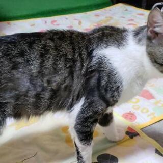 ❤️(去勢+5種ワクチン済)ネズミとりもちまみれ必死に生還した強運な猫❤️ − 沖縄県