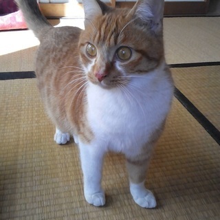 茨城県の飼い猫 里親募集 ジモティー
