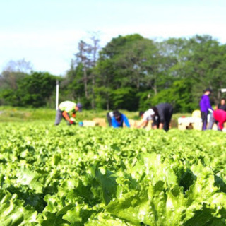 長野県でレタスの収穫作業を泊まり込みで手伝ってくれる方募集！