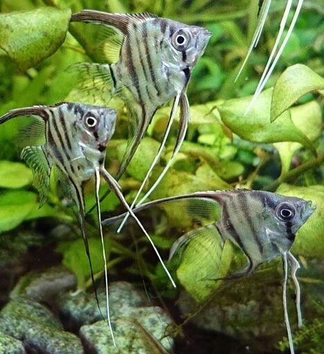 ベールテールエンゼルフィッシュ ロングフィン熱帯魚 アクアリウム ジモティーアクア 宮之阪のその他の中古あげます 譲ります ジモティーで不用品の処分