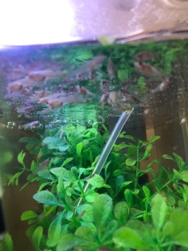 福岡市城南区東油山 Mixグッピー ミックスグッピー 熱帯魚 水草 貝類 ピンクラムズホーンなど Julia 福大前のその他の中古あげます 譲ります ジモティーで不用品の処分 福岡市城南区東油山 Mixグッピー ミックスグッピー 熱帯魚 水草 貝類 ピンクラムズホーンなど Julia 福大前のその他の中古あげます 譲ります ジモティーで不用品の処分
