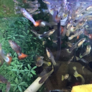 福岡市城南区東油山 Mixグッピー ミックスグッピー 熱帯魚 水草 貝類 ピンクラムズホーンなど Julia 福大前のその他の中古あげます 譲ります ジモティーで不用品の処分 福岡市城南区東油山 Mixグッピー ミックスグッピー 熱帯魚 水草 貝類 ピンクラムズホーンなど Julia 福大前のその他の中古あげます 譲ります ジモティーで不用品の処分