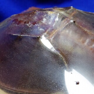 天然記念物 かぶとかに 標本 カブトガニ剥製