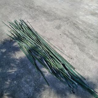 イボ竹　支柱　家庭菜園　