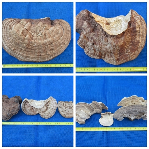 天然物さるのこしかけ8個1 1kg強 田舎暮らし親父 国東のその他の中古あげます 譲ります ジモティーで不用品の処分 天然物さるのこしかけ8個1 1kg強 田舎暮らし親父 国東のその他の中古あげます 譲ります ジモティーで不用品の処分