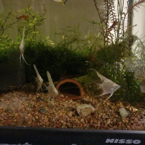 熱帯魚ドワーフグラミー ラミレジイを譲ってください ごんされす 横浜の買いたい くださいの助け合い ジモティー