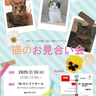 猫のお見合い会