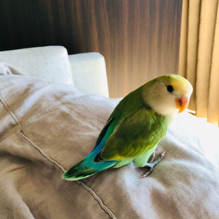 コザクラインコ　R1/11生まれ