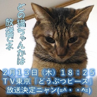 ＴＶ放送予定のお知らせ第六弾「どうぶつピース」 