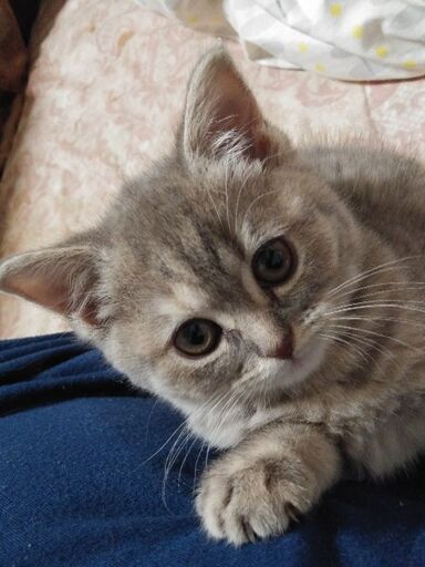 ミヌエット4ヶ月足長シルバータビー サンチェママ 黒川の猫の里親募集 ジモティー
