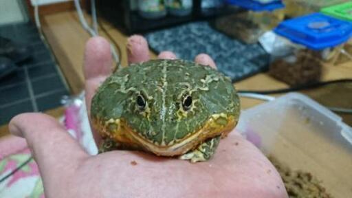 アフリカウシガエル ヤング