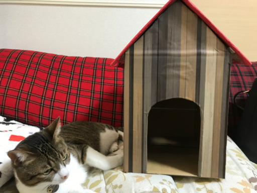 ペット用ダンボールハウス 素人手作り さやじま 南草津のその他の中古あげます 譲ります ジモティーで不用品の処分 ペット用ダンボールハウス 素人手作り さやじま 南草津のその他の中古あげます 譲ります ジモティーで不用品の処分