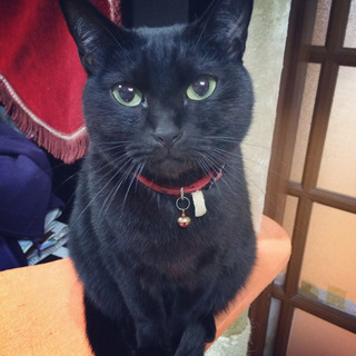 黒猫♀10歳です。