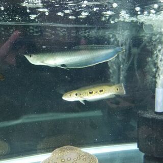 ブラックアロワナ 体調約55㌢ 熱帯魚 メダカ 錦鯉 まとめ売り4万円