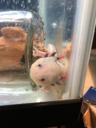 ウーパールーパーの卵 アシダカグモ 下大利のその他の中古あげます 譲ります ジモティーで不用品の処分 ウーパールーパーの卵 アシダカグモ 下大利のその他の中古あげます 譲ります ジモティーで不用品の処分