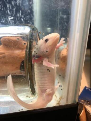 ウーパールーパーの卵 アシダカグモ 下大利のその他の中古あげます 譲ります ジモティーで不用品の処分 ウーパールーパーの卵 アシダカグモ 下大利のその他の中古あげます 譲ります ジモティーで不用品の処分