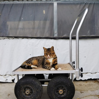 急募！2月末まで！　1歳10ヶ月オス猫 - 猫