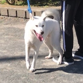 紀州犬♀３歳。里親さん募集です - 犬