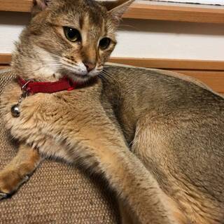 大切なペットのお世話を元動物園飼育スタッフが、お手伝い致します。　　　営業日:火・水・木・土日・祝祭日(臨時休業有）　　　　　　　　　　　　　　　　　　　　　月・金曜日のご依頼はご相談下さい。　　　　　　　　　　　　　　　　　　大阪府動物取扱責任者登録・第3549‐2号 − 大阪府