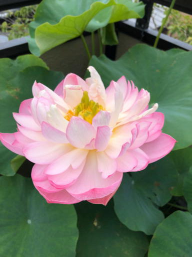 八重茶碗蓮苗 蓮根 Konn 菊川のその他の中古あげます 譲ります ジモティーで不用品の処分