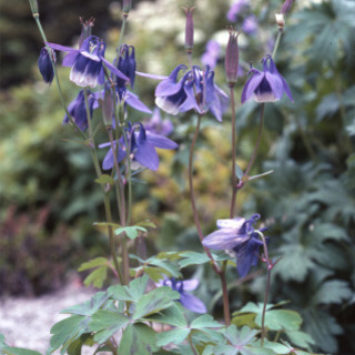 中古オダマキが無料 格安で買える ジモティー