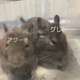 デグー（左アグーチ1歳、右ブルー2歳どちらも♂）