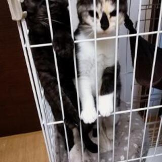 生後約３ヶ月の子猫兄妹の里親募集