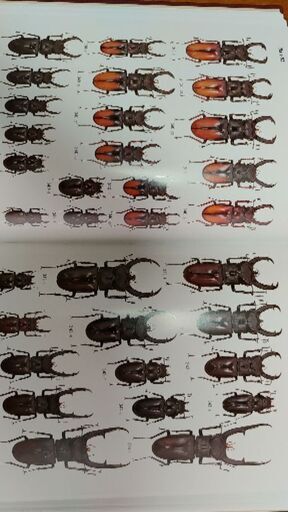世界のクワガタムシ大図鑑 月刊むし・昆虫大図鑑シリーズ6(藤田