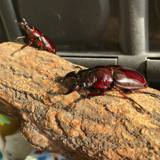 赤レギウス オオツヤクワガタ　赤茶目　2ペア　新成虫　未使用