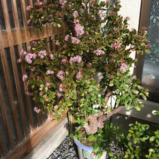 植木(金のなる木)