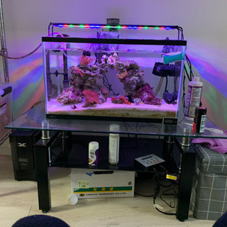 海水魚セット 【生体のみ】