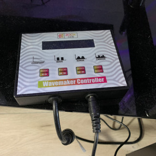 海水魚セット 【生体のみ】