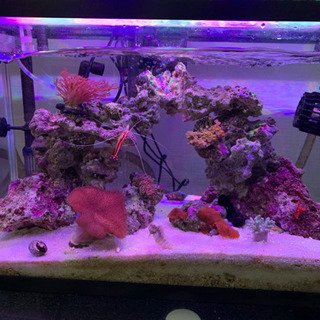 海水魚セット 【生体のみ】