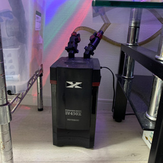 海水魚セット 【生体のみ】