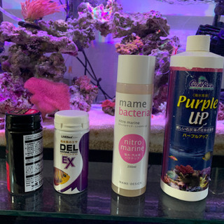 海水魚セット 【生体のみ】