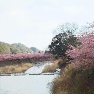 2月18日に河津桜を見に行きませんか？